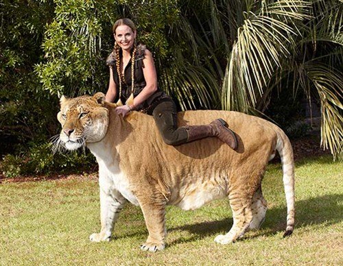 Liger สัตว์สายพันธุ์แมวที่ตัวใหญ่ที่สุดในโลก